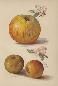 Coxs Orange, Sykehouse Russet, Scarlet Golden Pippin av English School